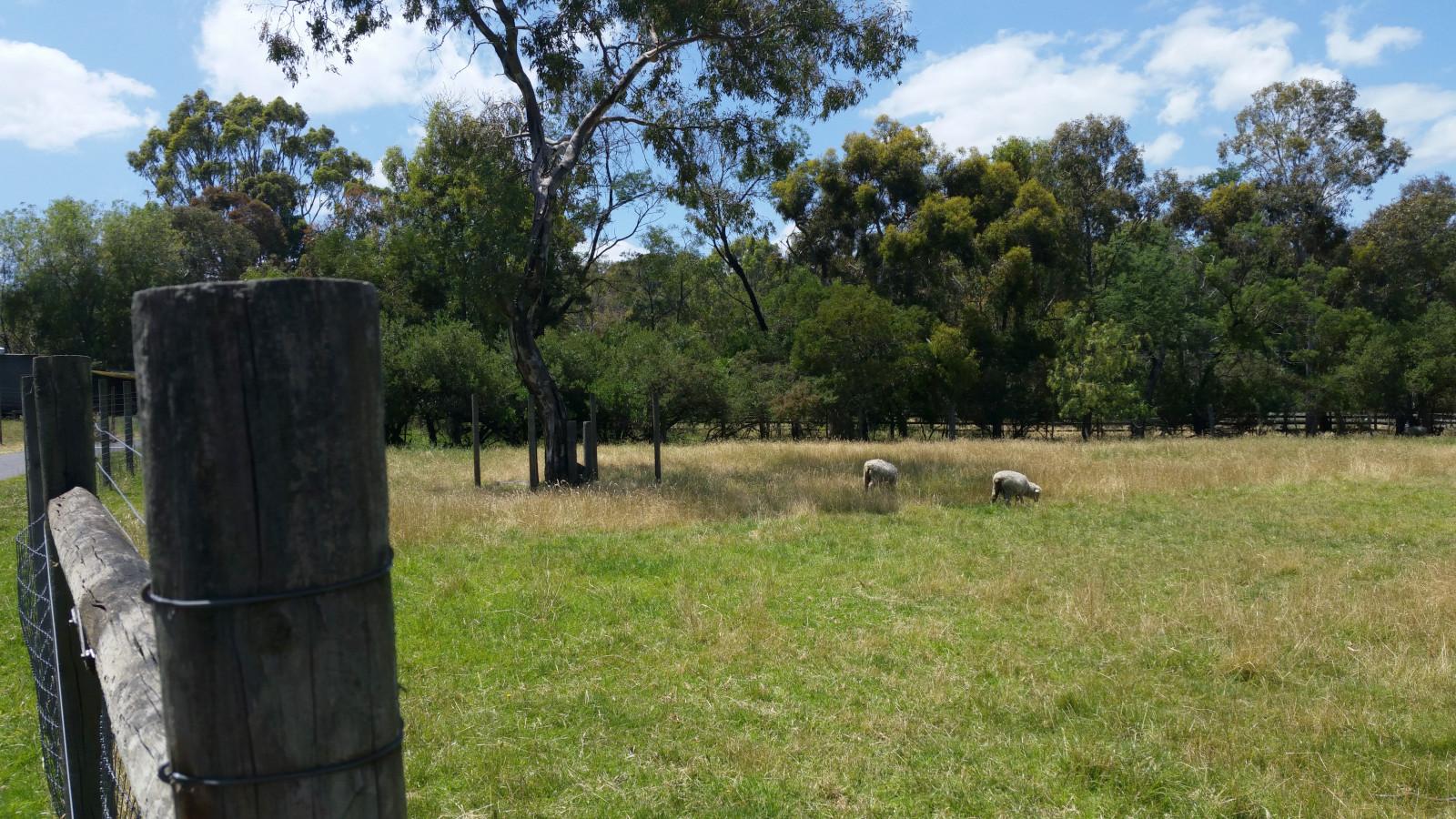 Typical rural australian vista of a small paddoc, wire fence, treated pine fenceposts, a couple of sheep grazing in the shade of a eucalyptus tree.