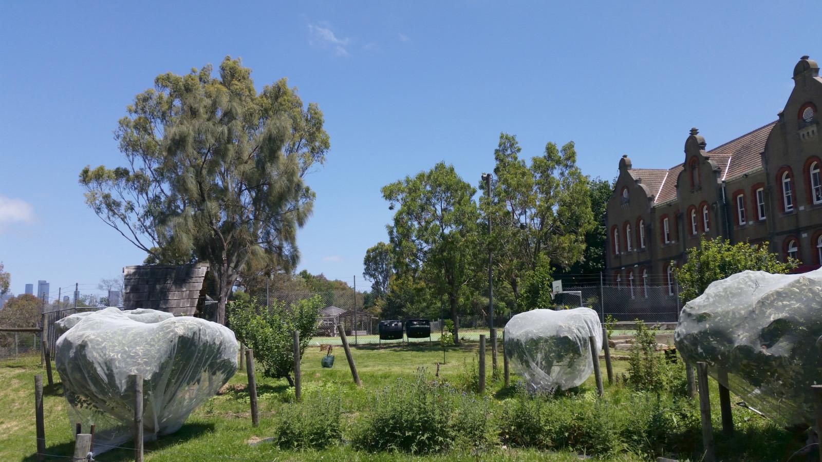 Apple trees with young fruit, covered in netting. Behind is a former convent (now Steiner School) building.